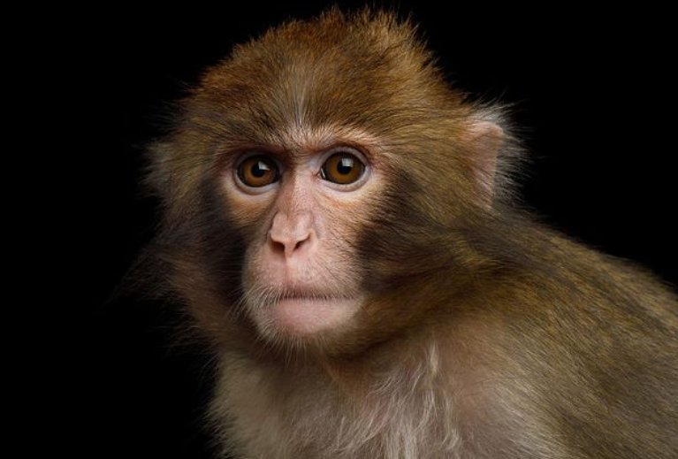 白费口舌什么生肖动物