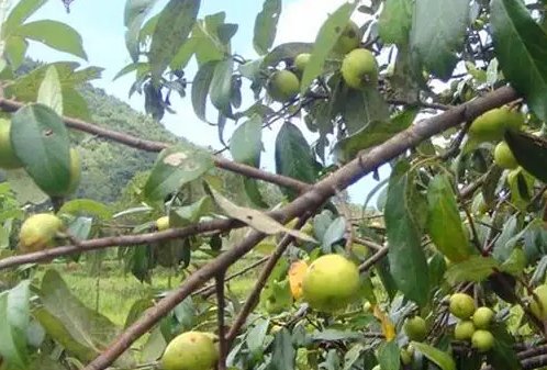 多依果就是苹果对吗蚂蚁新村