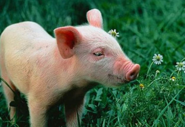 参差不齐打一生肖是什么