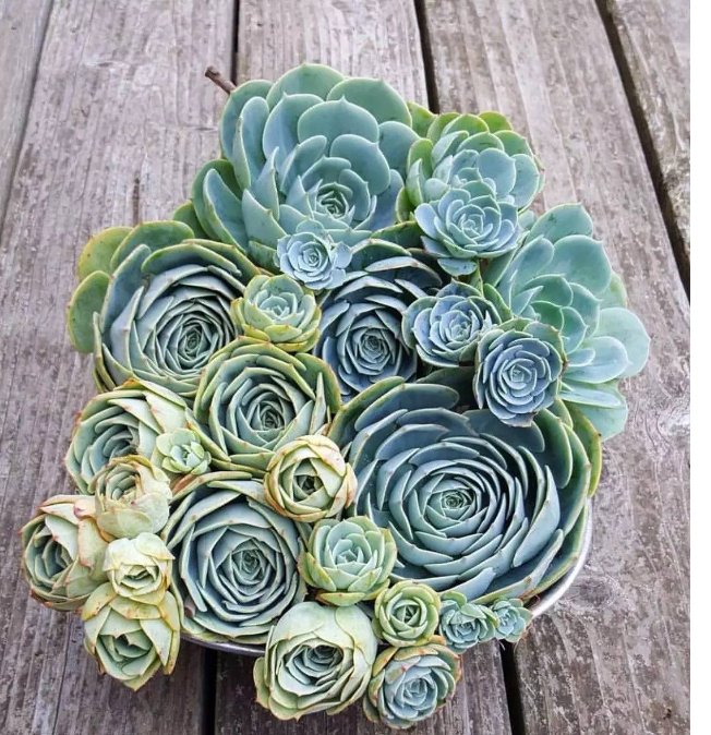 养多肉的过程中有哪些小细节需要注意？