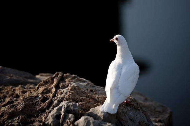 青鸟不传云外信，丁香空结雨中愁这是什么意思
