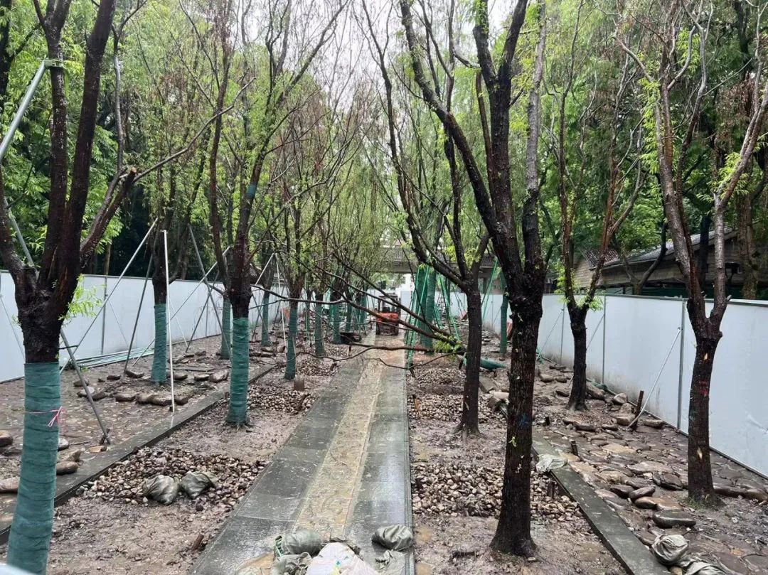 西湖边柳树换月季，大家为啥不买账？