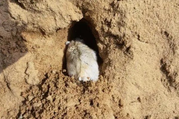 巧夺天工是什么动物生肖