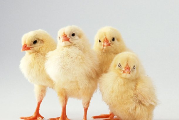 付诸一笑打一生肖动物