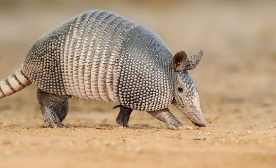 犰狳是什么动物呢?