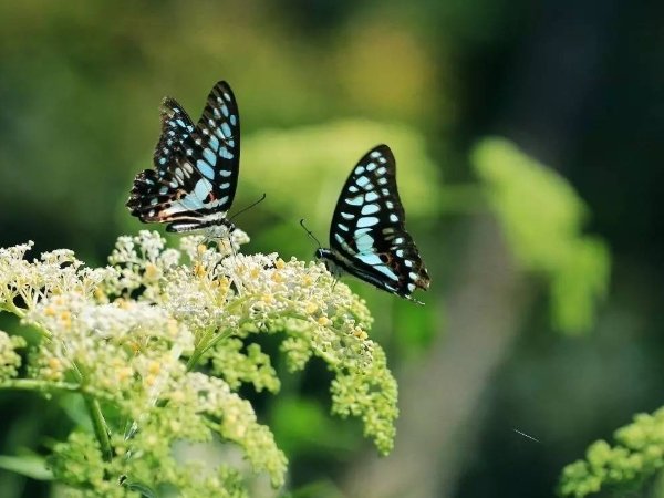 海关截获7只珍稀蝴蝶标本，为何小时候常看到的蝴蝶现在逐渐消失不见了？