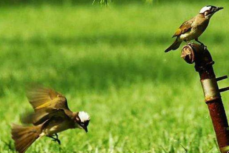 草长莺飞形容什么生肖