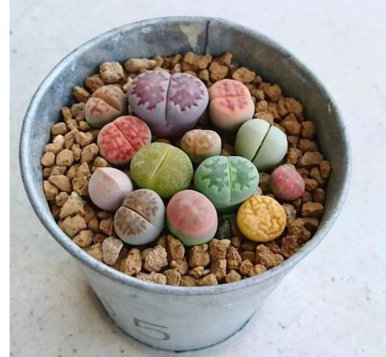 养多肉的过程中有哪些小细节需要注意？