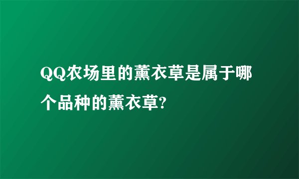 QQ农场里的薰衣草是属于哪个品种的薰衣草?