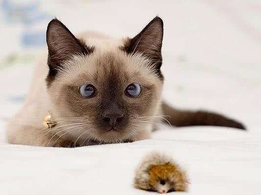 猫哭耗子后面的歇后语