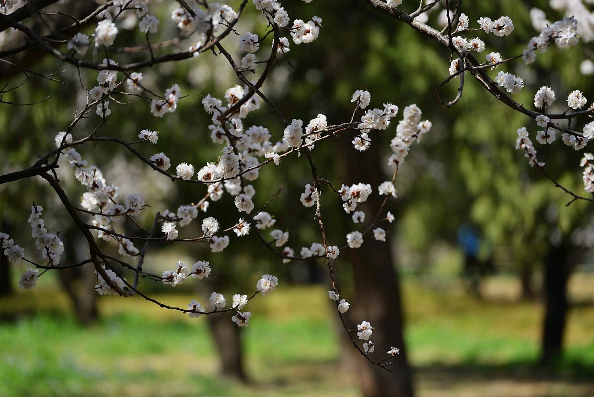 陌上杏林春意暖下联是哪一句？