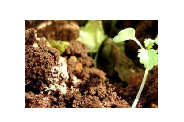 露造句二年级简单的