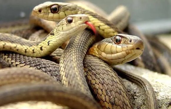 喧嚣一时打一准确生肖