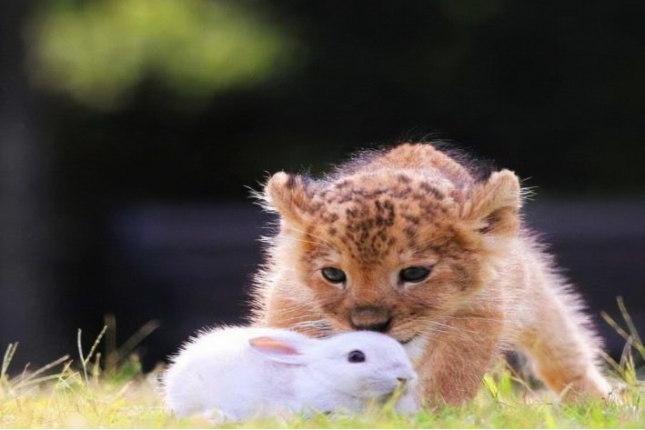 豆蔻年华伍月天指什么生肖