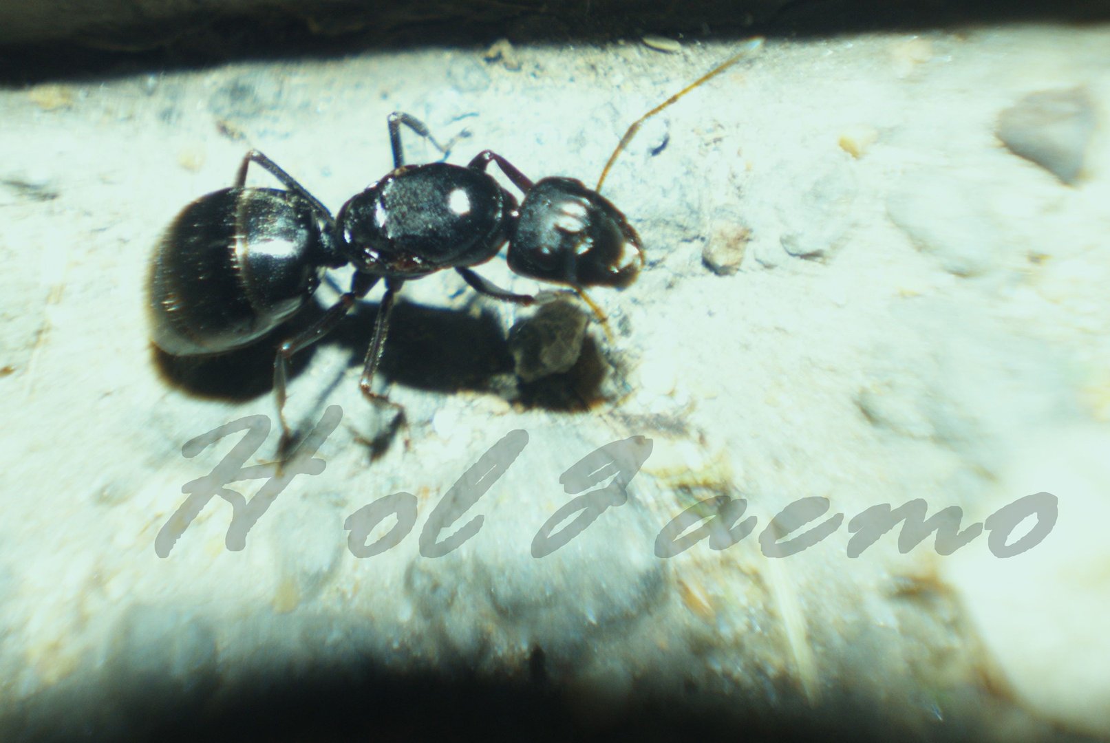 蚂蚁的尖叫的剧情简介