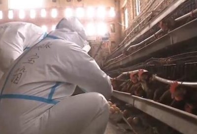 村民搬离后的小果庄村一片凄冷，这里的猫狗都是怎么安排的？