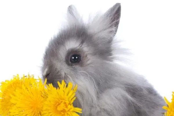 千娇百媚打一个生肖岀来