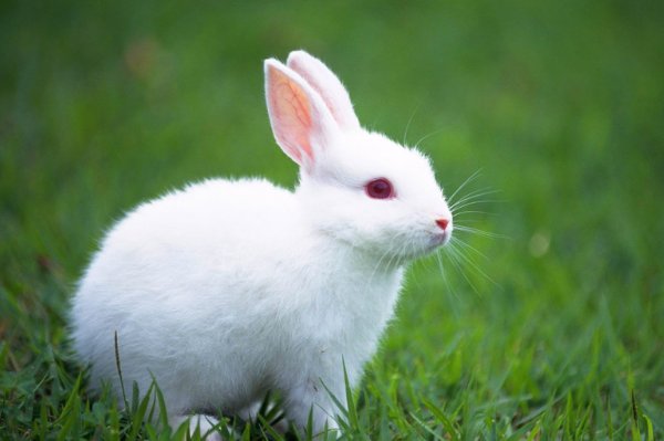 昆山片玉指的是什么动物