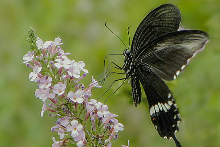 春天在什么在什么在什么上仿写
