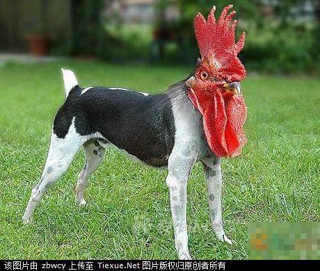 鸡脚筋是鸡的哪个部位