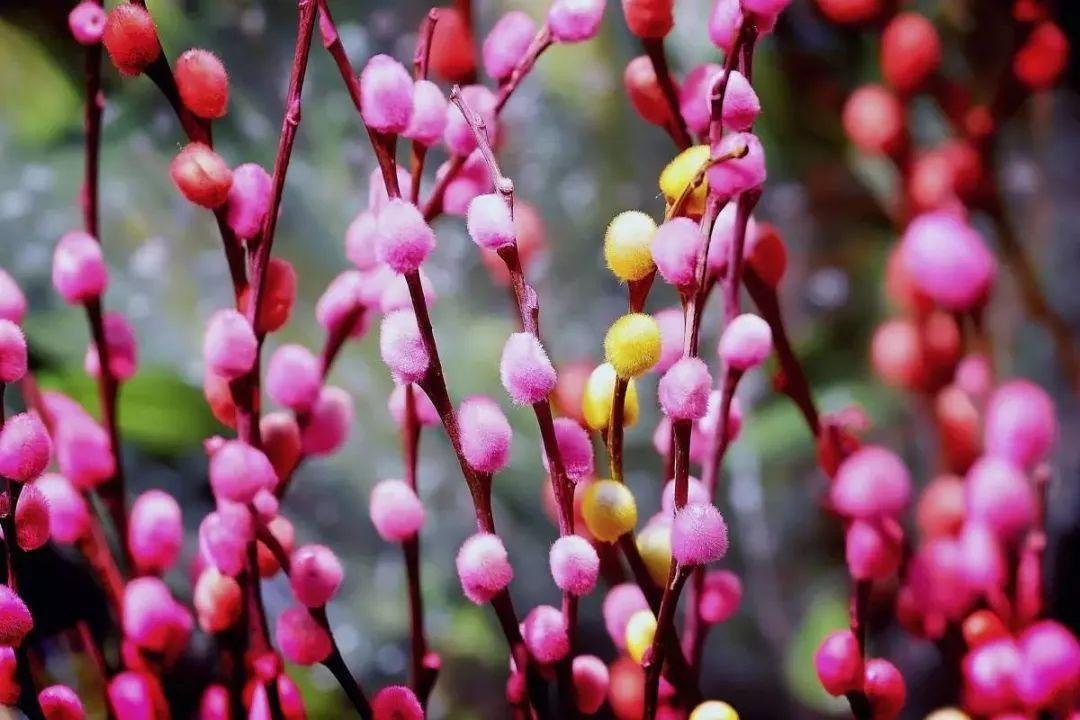 银柳是假花吗？