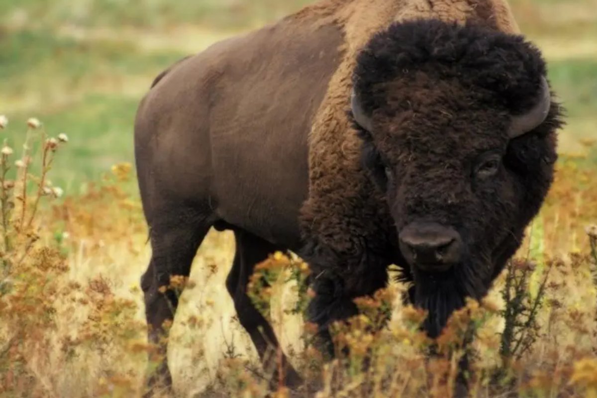 星星之火猜一生肖动物