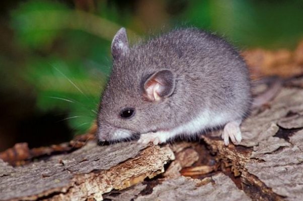 缄舌闭口的生肖