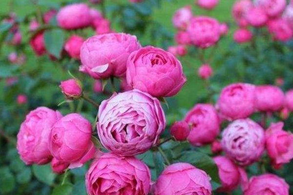 西海岸是啥意思