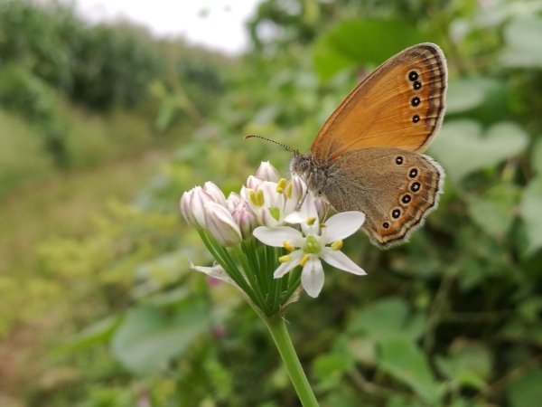 海关截获7只珍稀蝴蝶标本，为何小时候常看到的蝴蝶现在逐渐消失不见了？