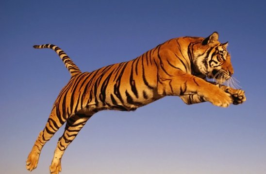 龙血玄黄打一正确生肖