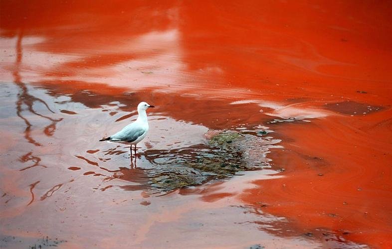 北海道9成海胆死亡空壳遍布海滩，造成海胆死亡的原因是什么？