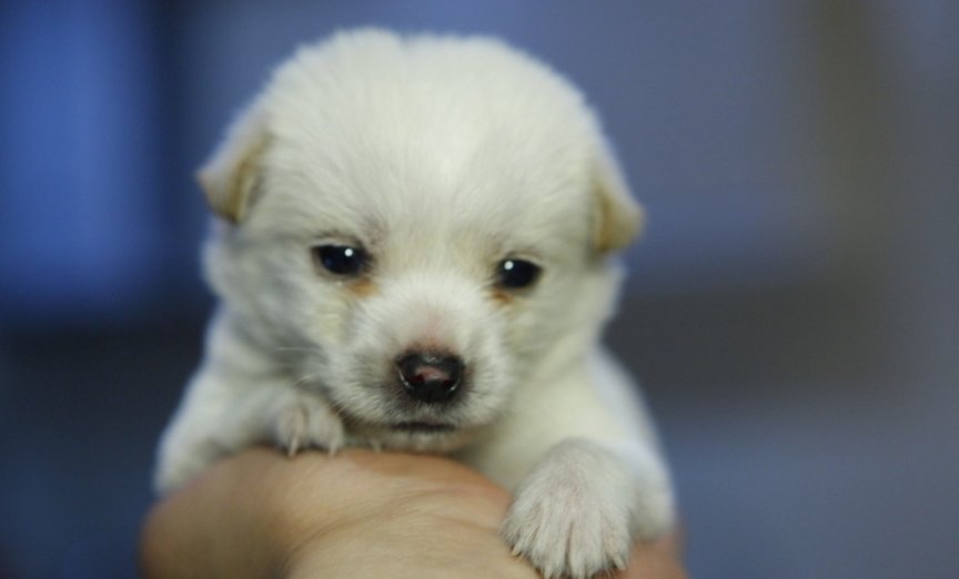 和狗狗长期睡在一起的后果是什么？