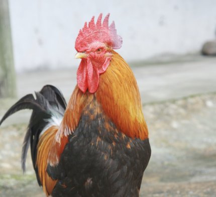 别无选择,打一生肖