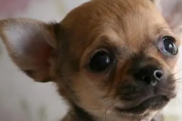 避其锐气打一准确肖