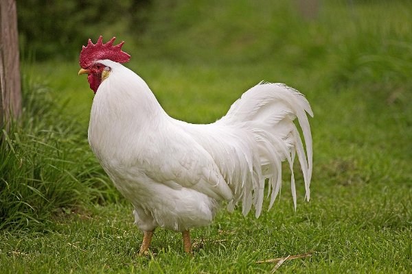 产蛋量最高的鸡排行榜