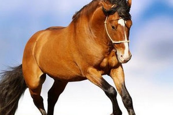 妾妇之道打一正确生肖