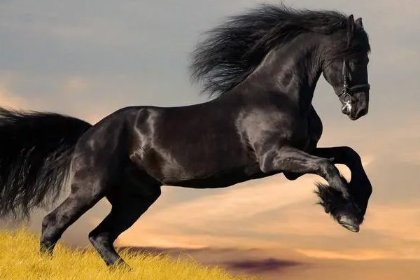 落花媒人打一动物