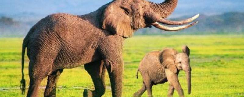 称大象的办法还有哪些