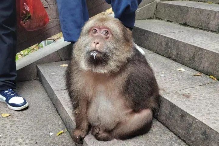 师太收养独臂猩猩，寺庙回应喂独臂猴，它当初是如何来到这里的？