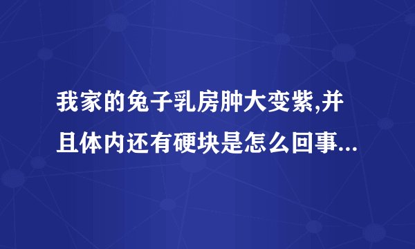 我家的兔子乳房肿大变紫,并且体内还有硬块是怎么回事?该怎么办?