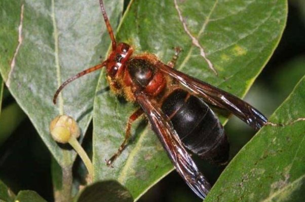 虎头蜂的天敌是什么