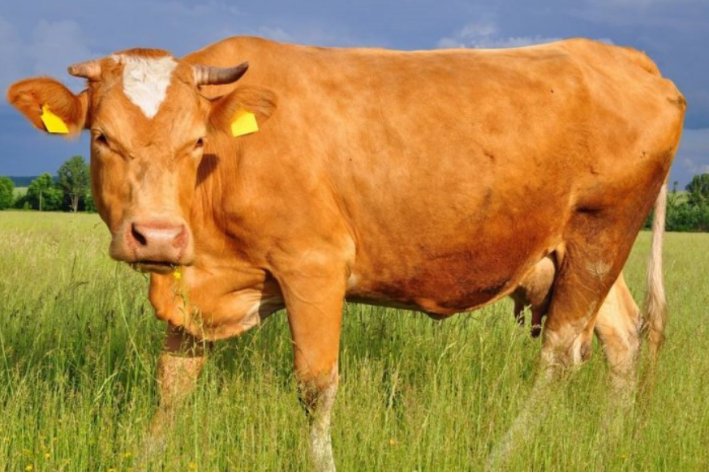 八九同时大门守,十六三日街上走是什么生肖