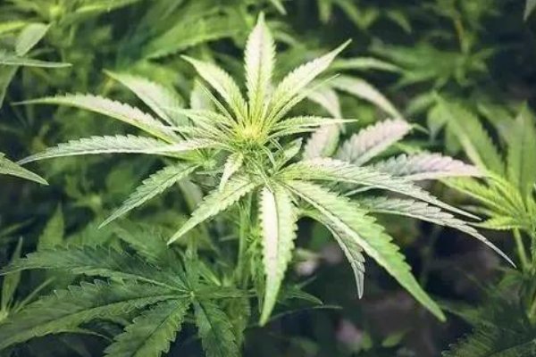 合成大痳是第几代