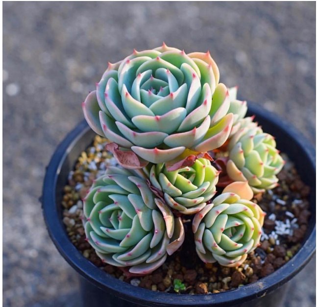 养多肉的过程中有哪些小细节需要注意？