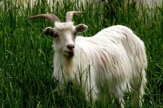 阿谀奉承打一最佳生肖