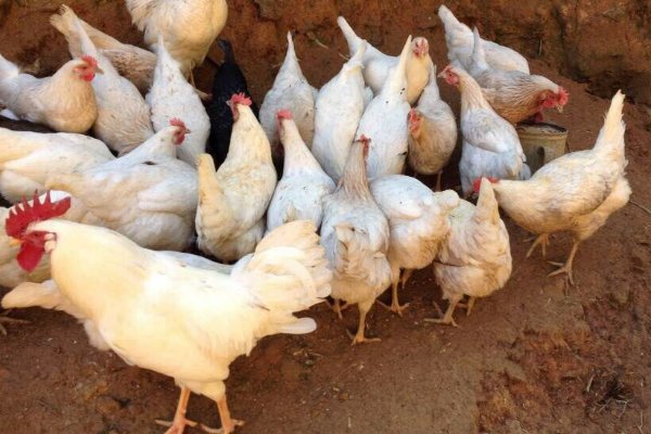 产蛋量最高的鸡排行榜