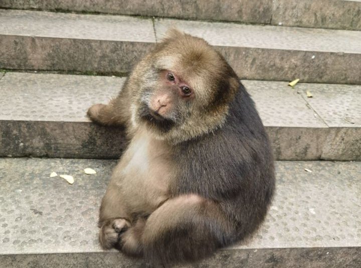 师太收养独臂猩猩，寺庙回应喂独臂猴，它当初是如何来到这里的？