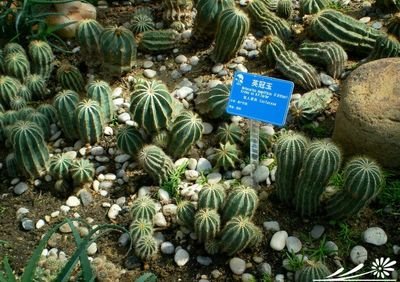 大民3307的栽培技术要点：