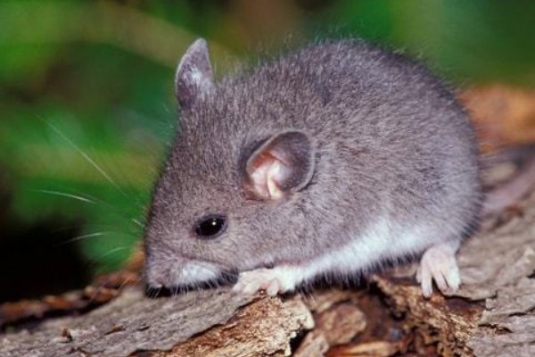 五里云雾指一生肖