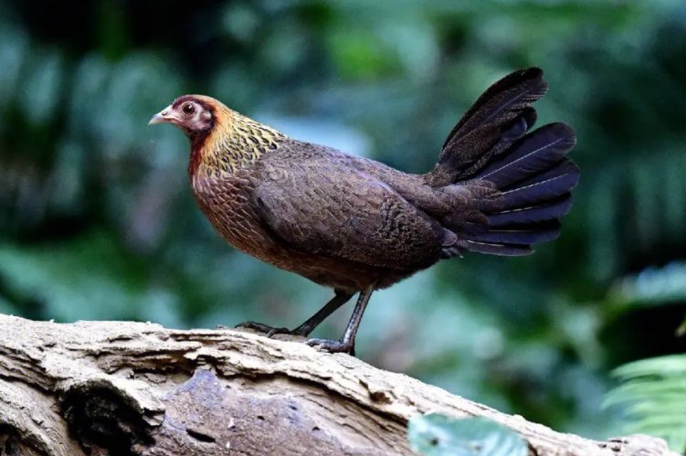 有翅难飞打一个生肖是什么